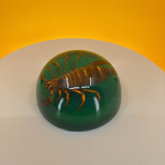 Scorpion Encased in Pexiglass - Picture 6 of 16